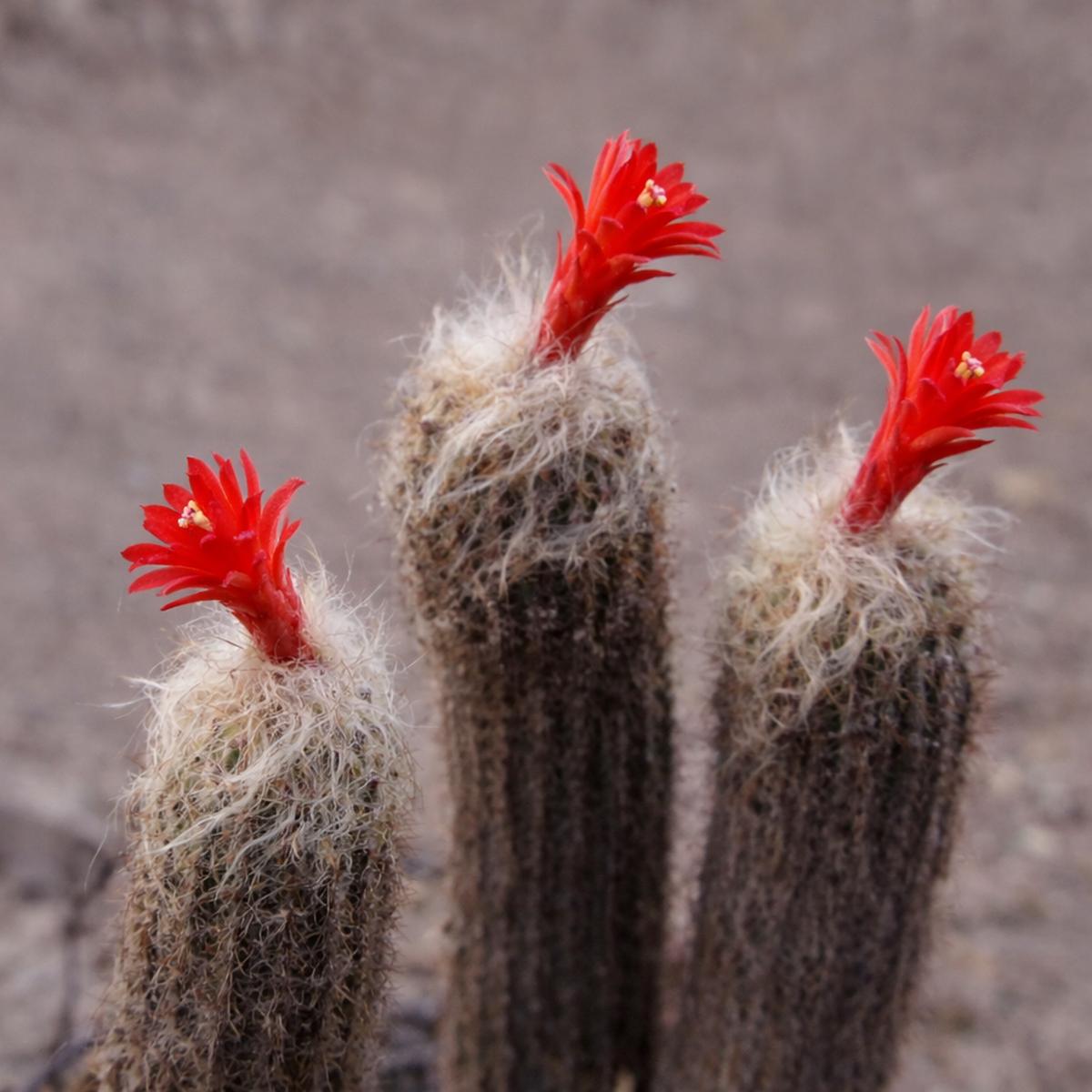 Loxanthocereus hoffmannii SEEDS