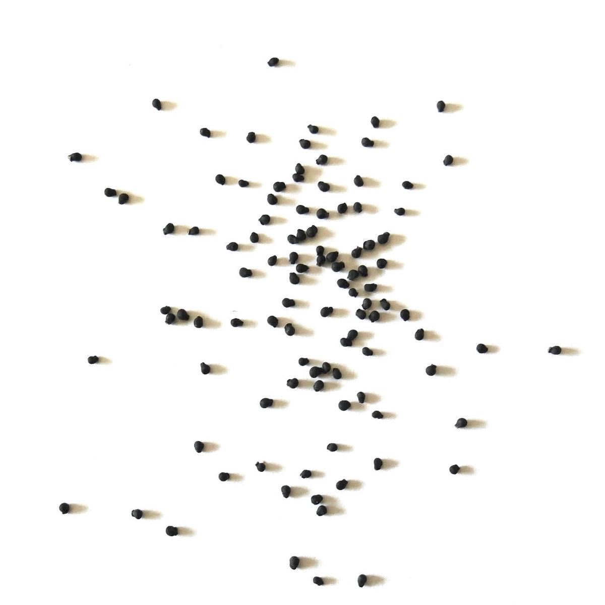 Mammillaria boolii SEEDS - 100 Seeds