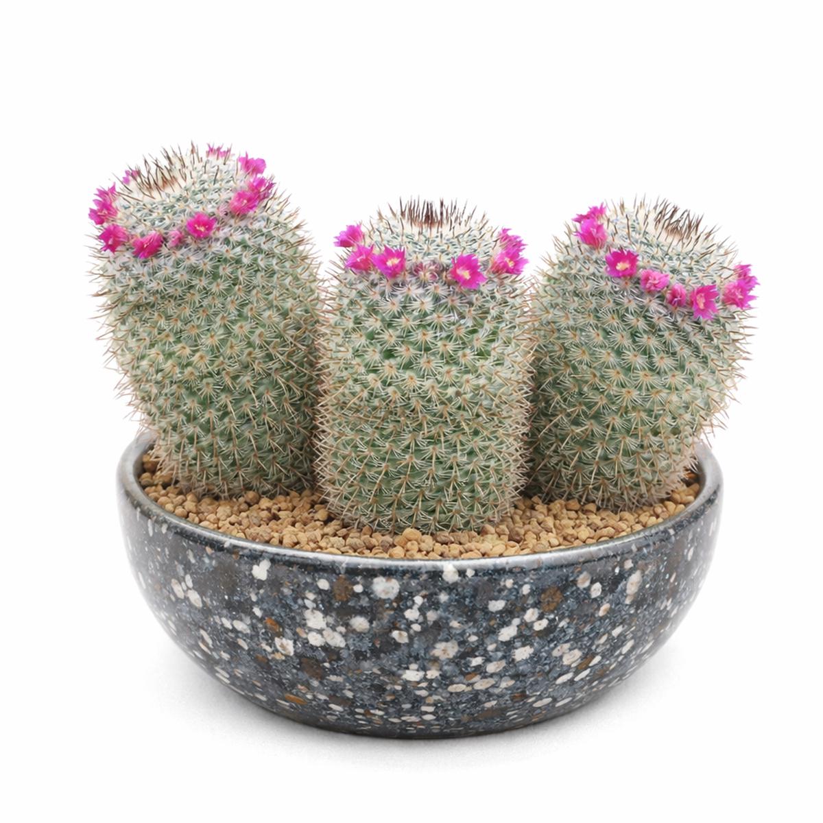 Mammillaria elegans SEEDS