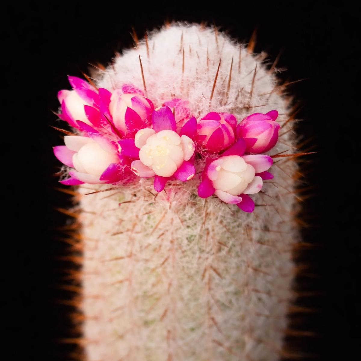 Micranthocereus alvinii SEEDS