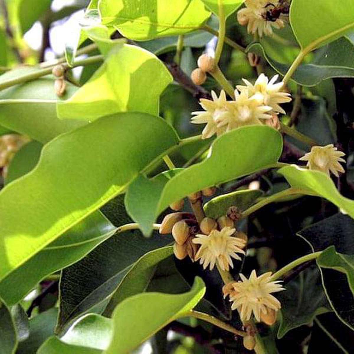Mimusops Elengi 8211 05 kg Seeds