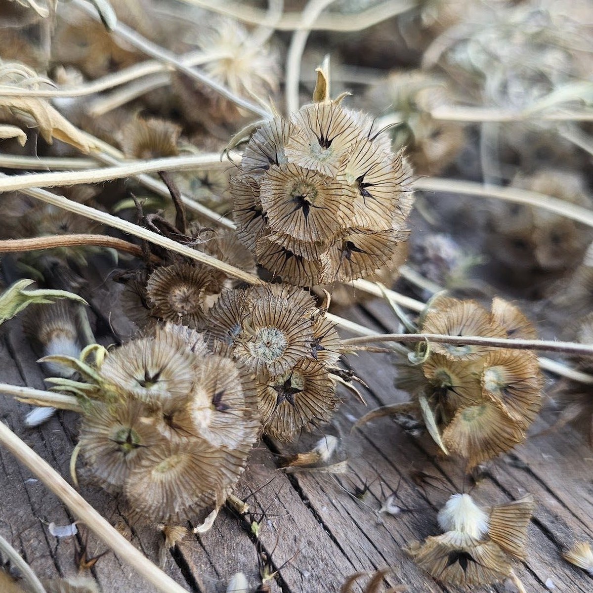 Organic 'Strawflower' Scabious