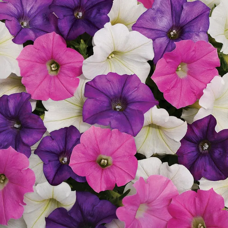 Shock Wave Spark Mix Petunia Seeds