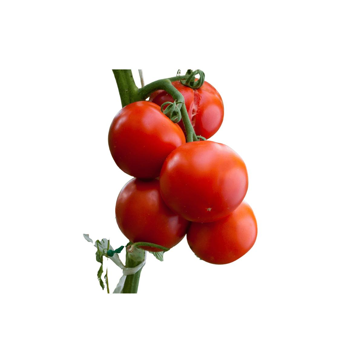 Tomato Sioux Seeds | Northern Wildflowers