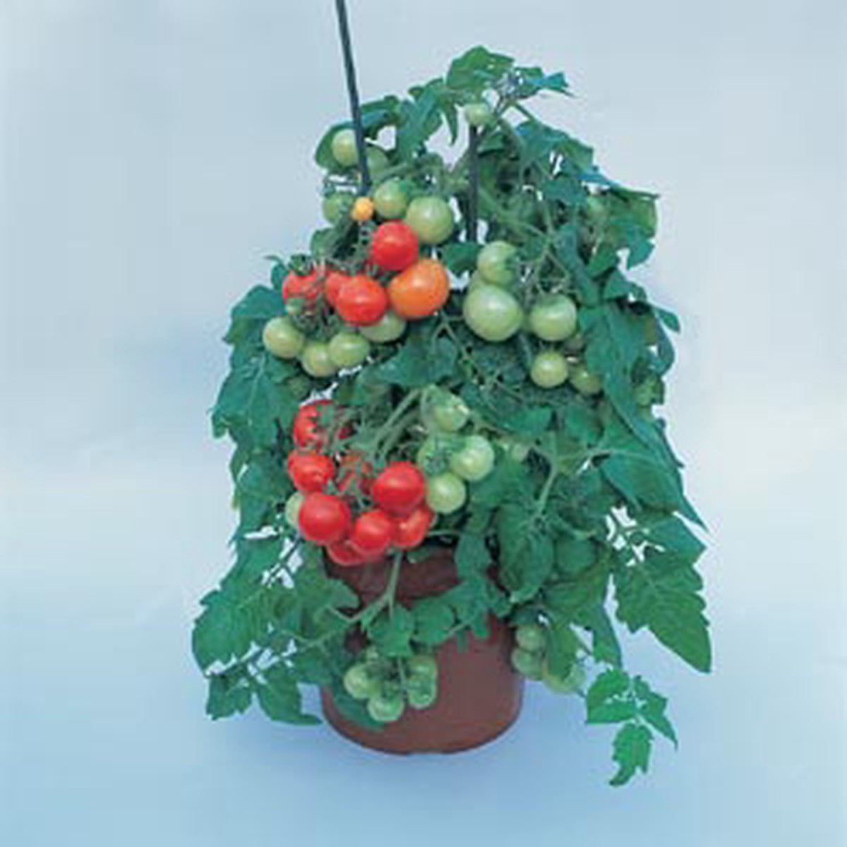 Totem Cherry Tomato - 10 Seeds - Flavorful