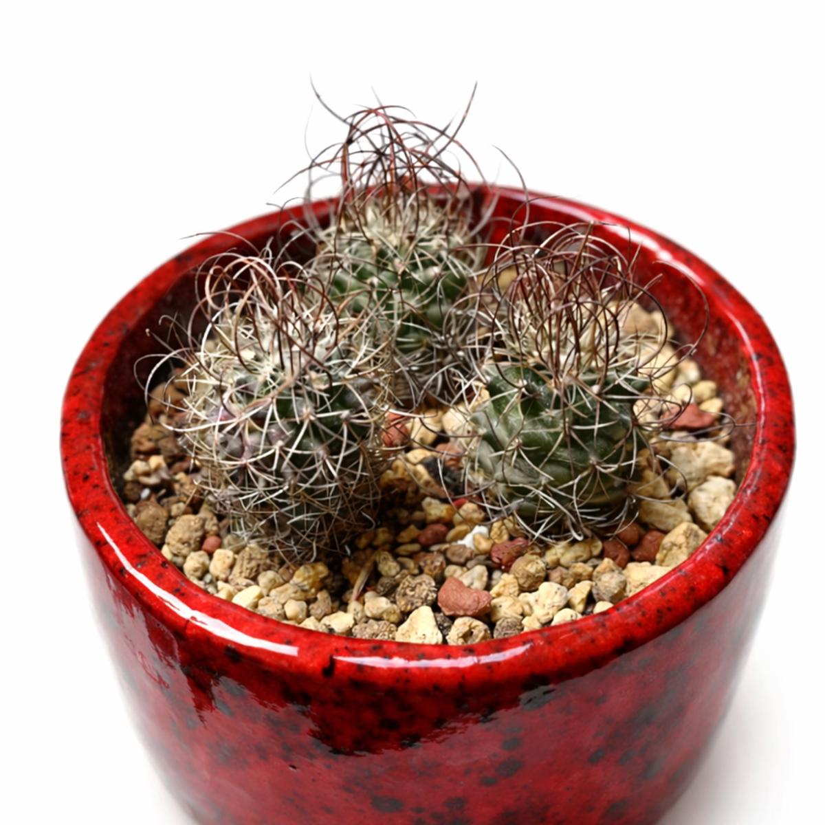 Turbinicarpus graminispinus SEEDS