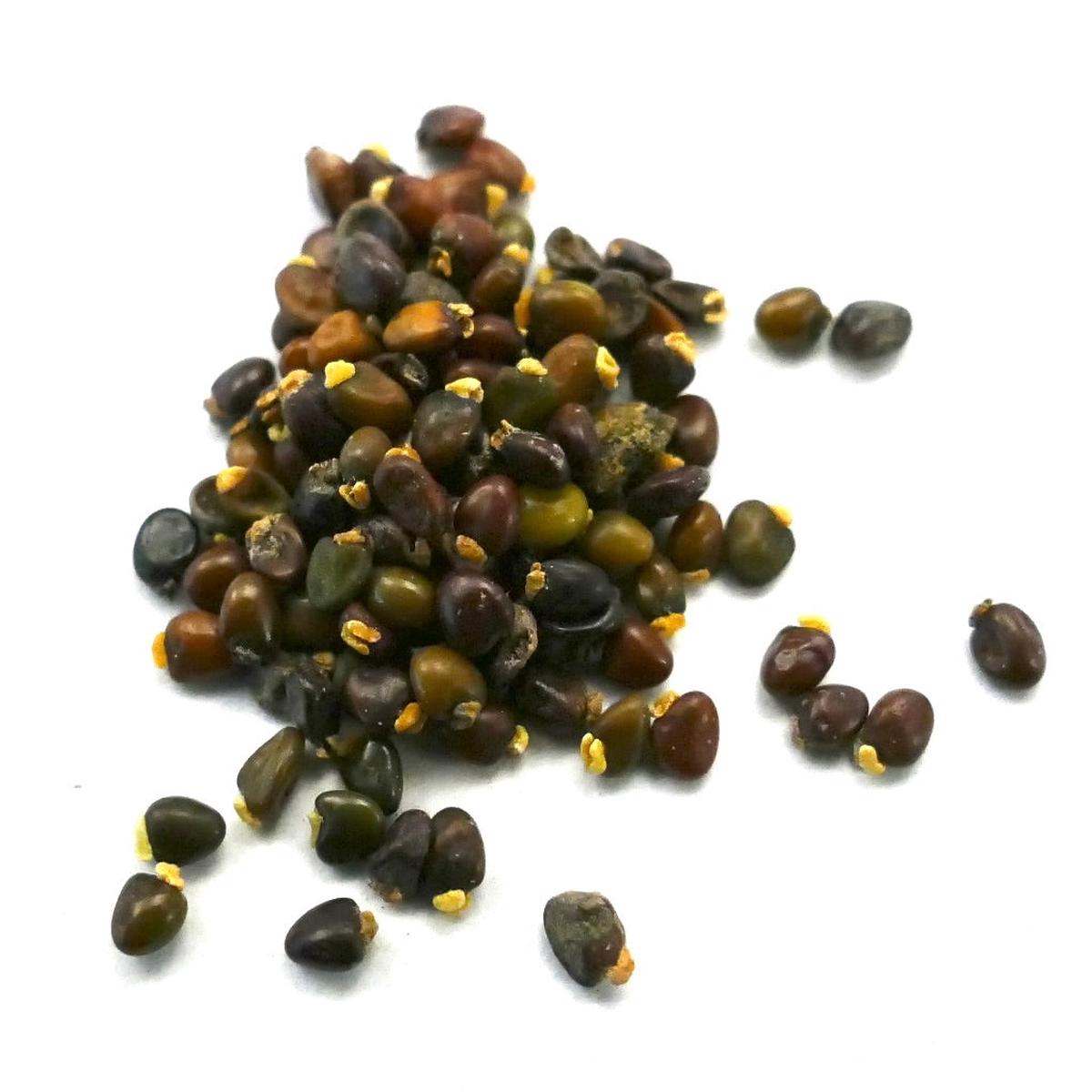 Ulex europaeus SEEDS - 100 Seeds