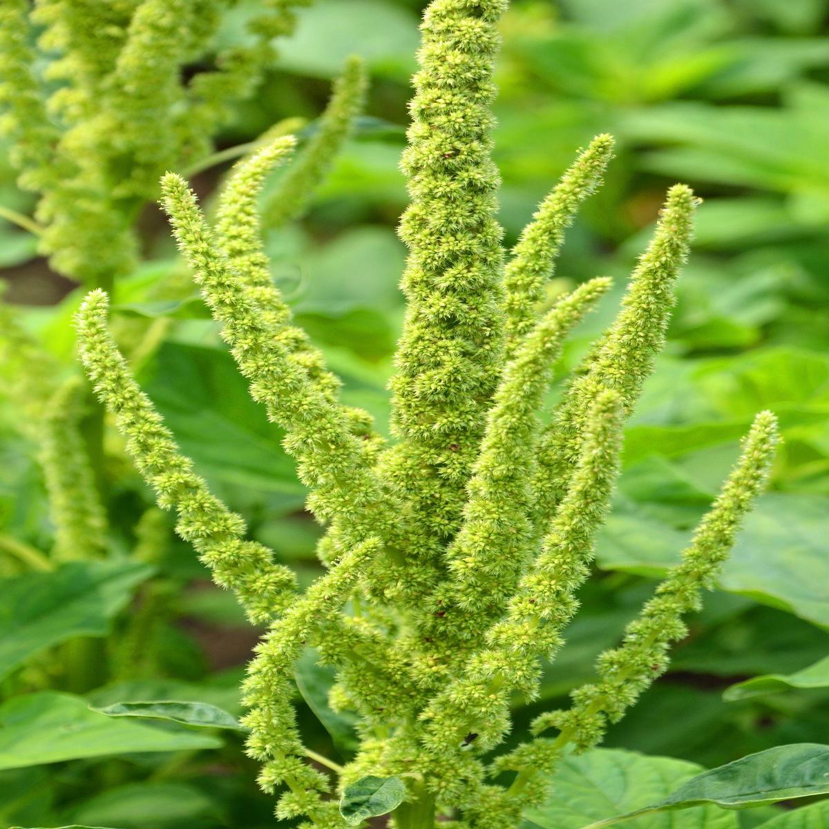 200 GREEN THUMB AMARANTHUS Hypochondriacus Princes Feather Amaranth Flower Seeds