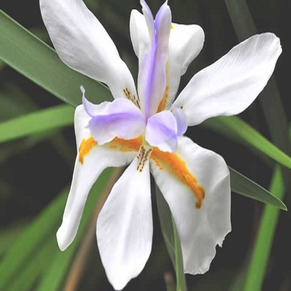 African Iris 10 Seeds - Moraea - Tropical