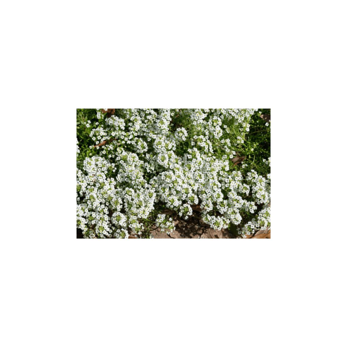 Alyssum Carpet Of Snow Seeds | OSC Seeds