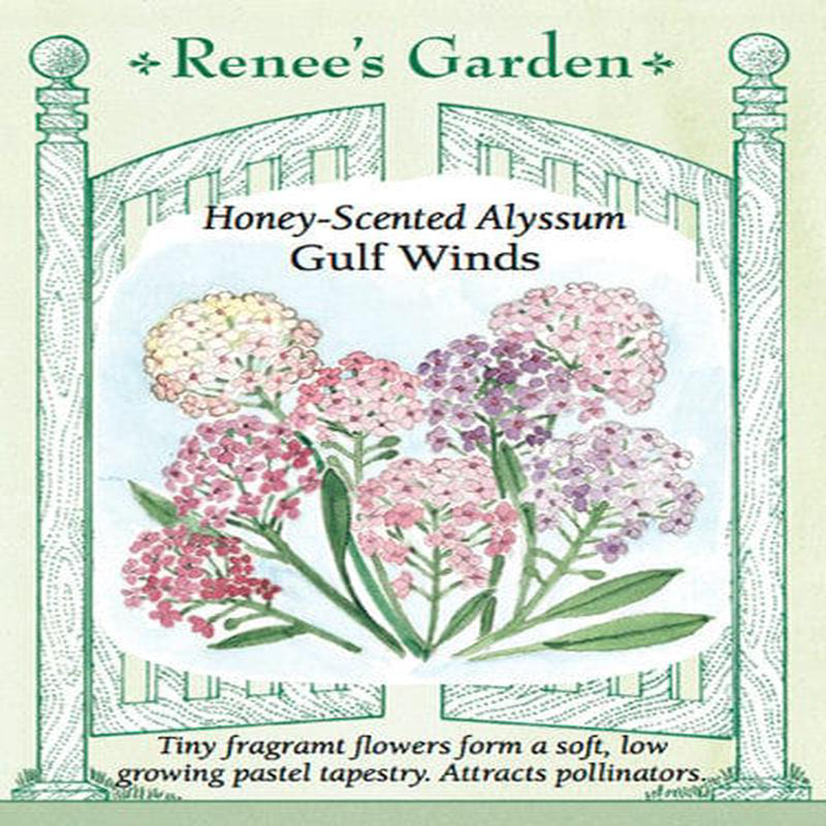 Alyssum Gulf Winds 8211 Renee8217s Garden