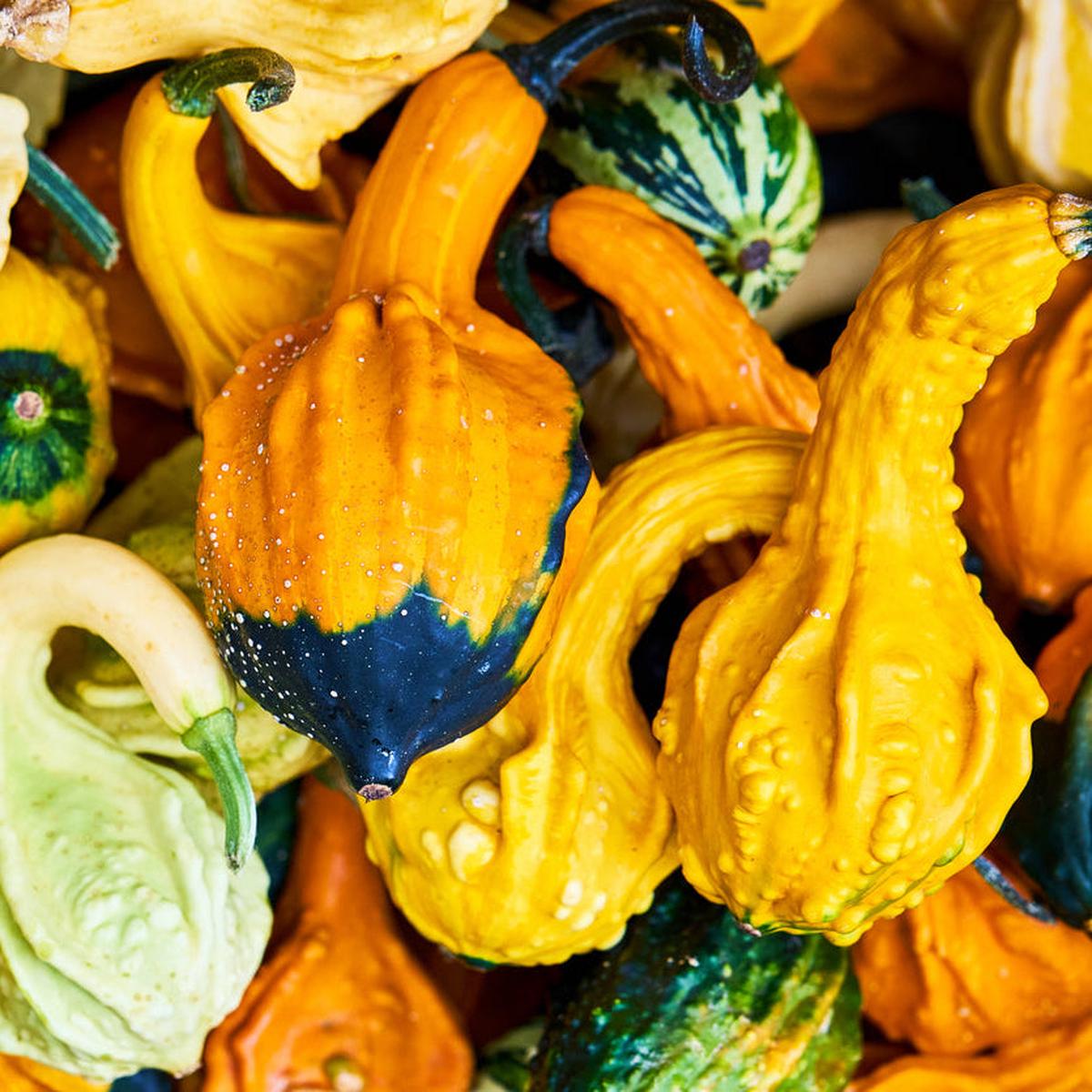 Annies Mini Gourd Mix (Cucurbita pepo)