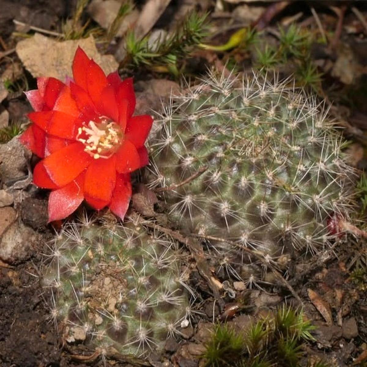 Aylostera fiebrigii HS126 (Zudanez 2700m) SEEDS
