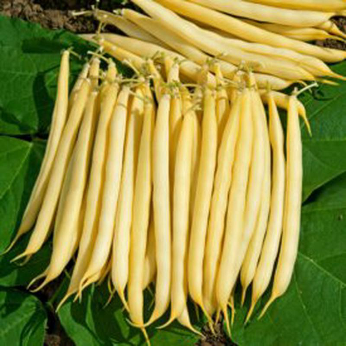 Bean Pencil Pod Black Wax Bush 8211 Ontario Seed Company