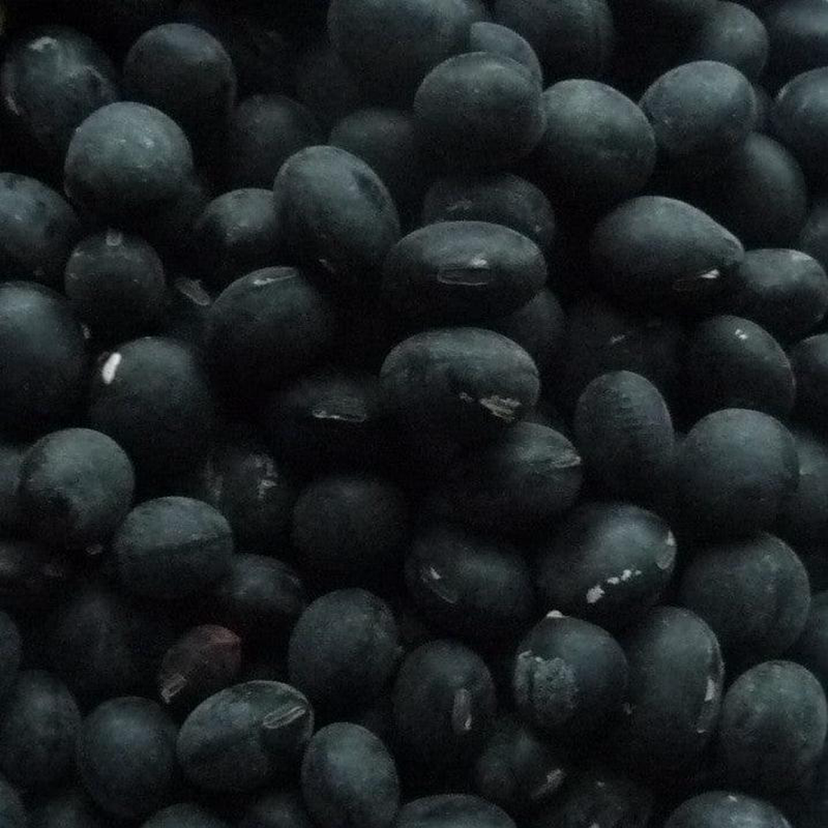Bean Soya Jet Black 8211 Salt Spring Seeds