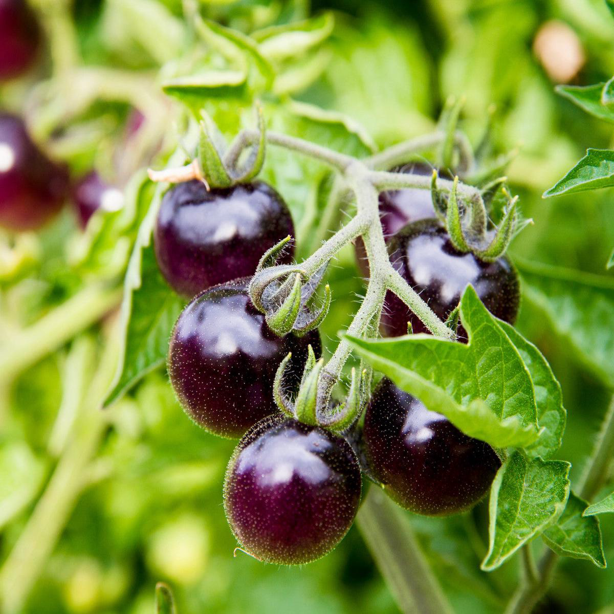 Black Cherry Tomato (Solanum lycopersicum)