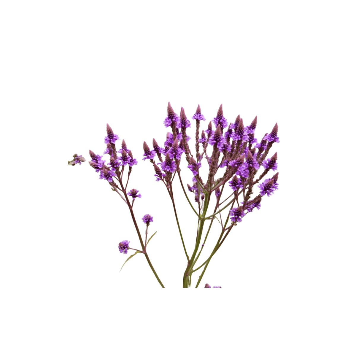 Blue Vervain Pack of 10 Seeds | Northern Wildflowers