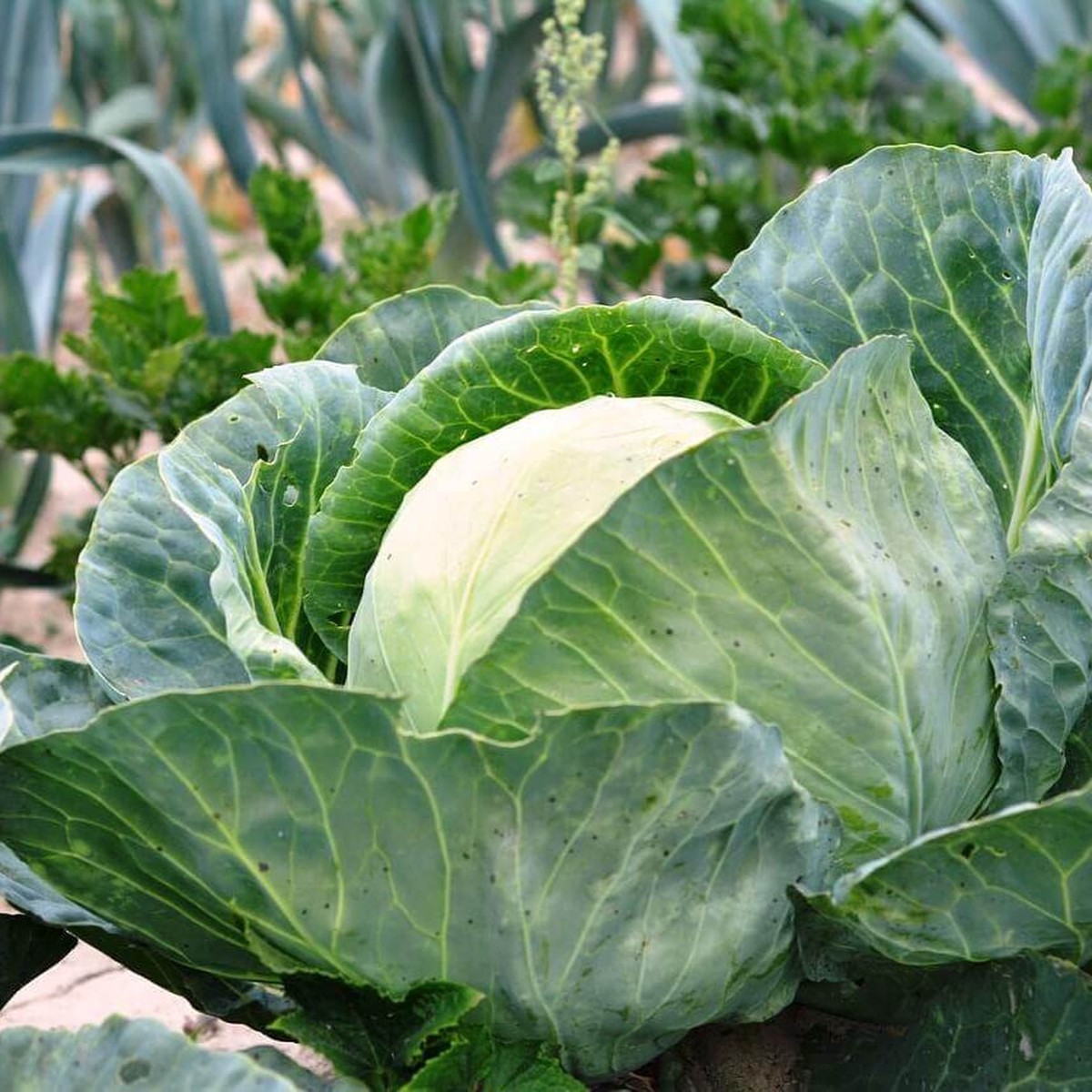 Cabbage 'Danish Ballhead'