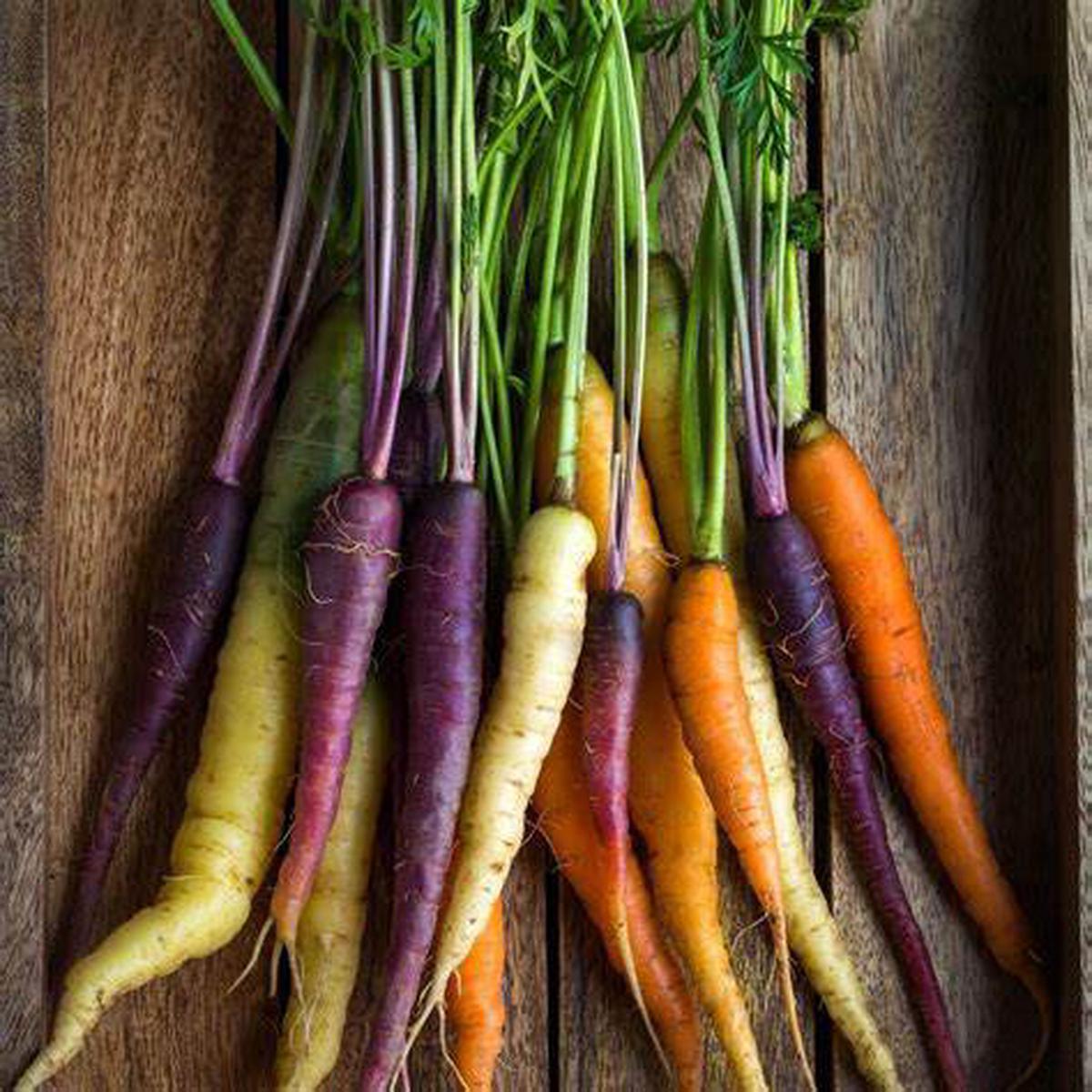 Carrot Rainbow Blend - Pacific Northwest Seeds