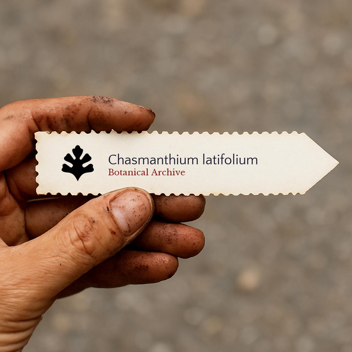 Chasmanthium latifolium SEEDS