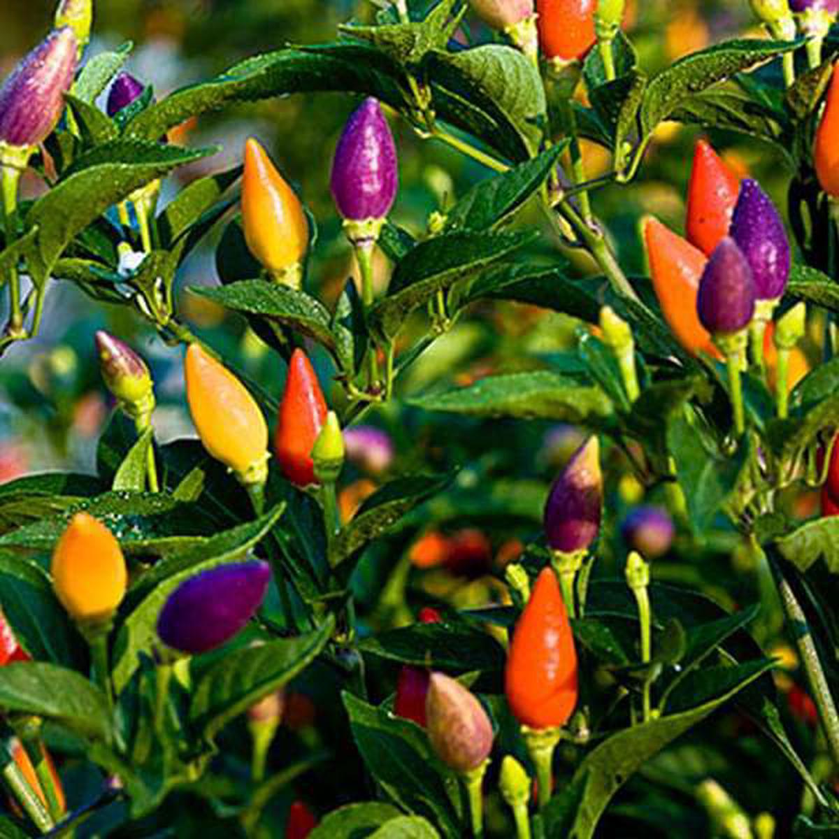 Chilli Ornamental Choice Mixed - Seeds - Default Title