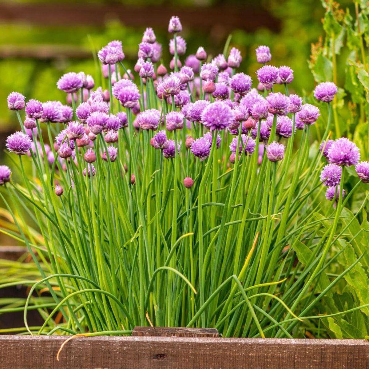 Chive Herb Seeds Perennial Onion-Flavored Variety