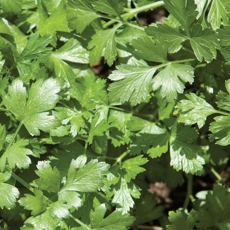 CILANTRO SANTO LONG STANDING