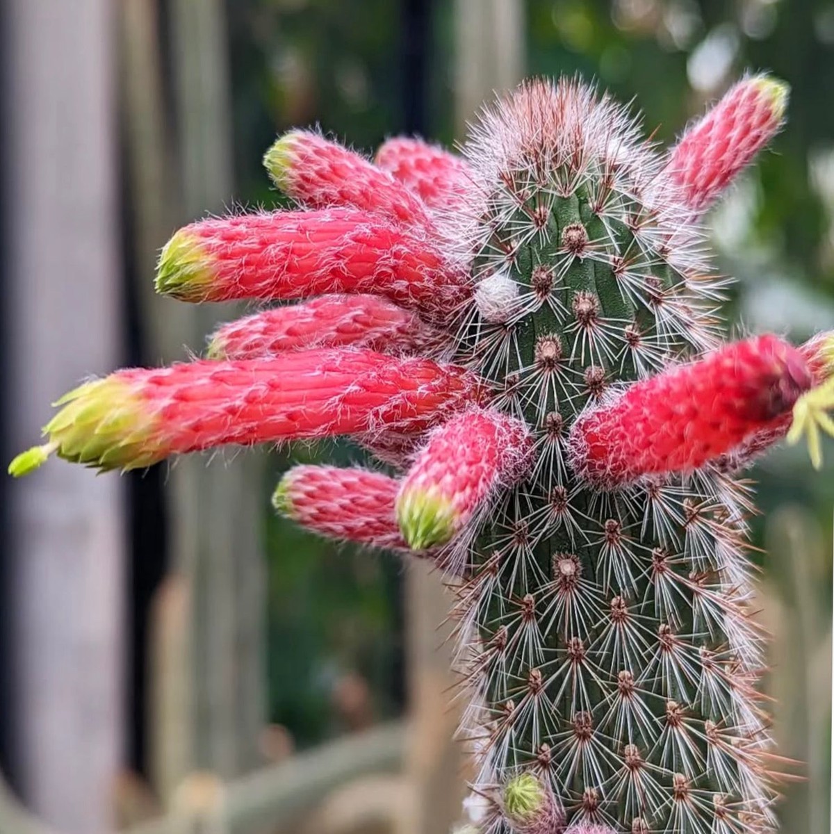 Cleistocactus smaragdiflorus SEEDS