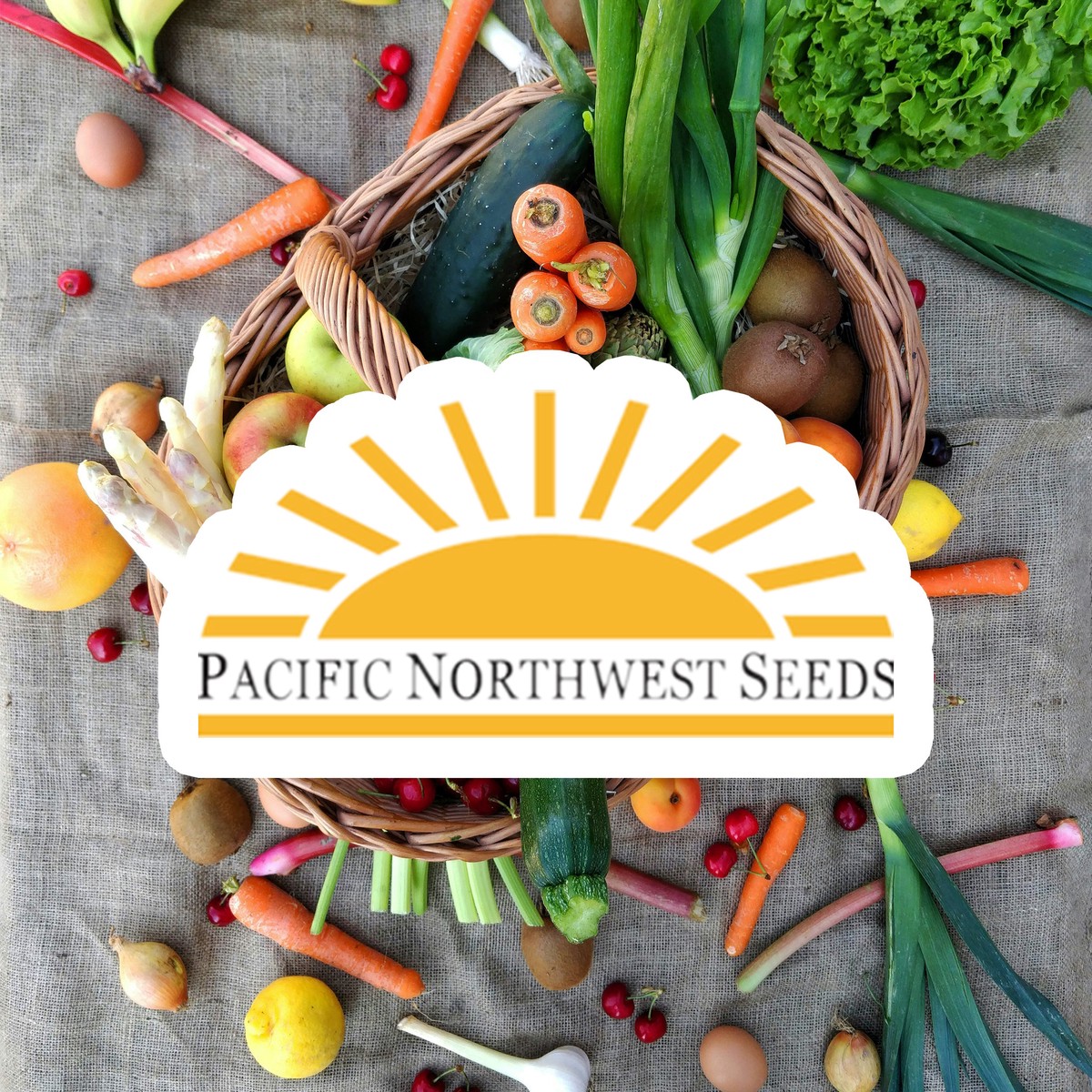 Corn Sunnyvee Early Yellow (Large) - Pacific Northwest Seeds