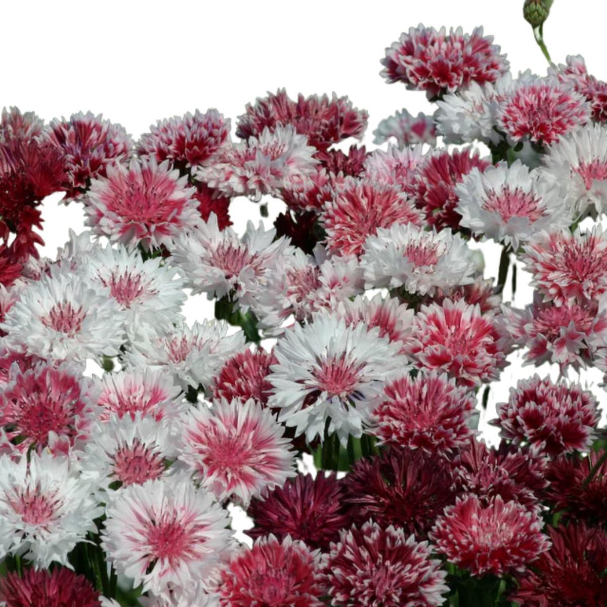 Cornflower Classic Romantic Seeds | West Coast Seeds