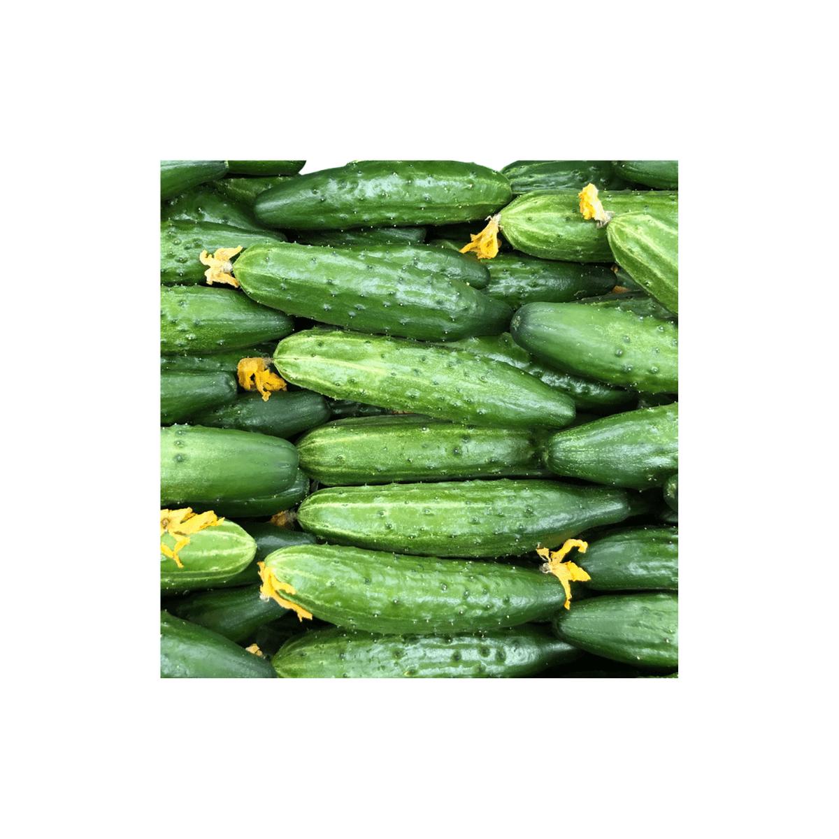 Cucumber Marketmore Seeds | Northern Wildflowers