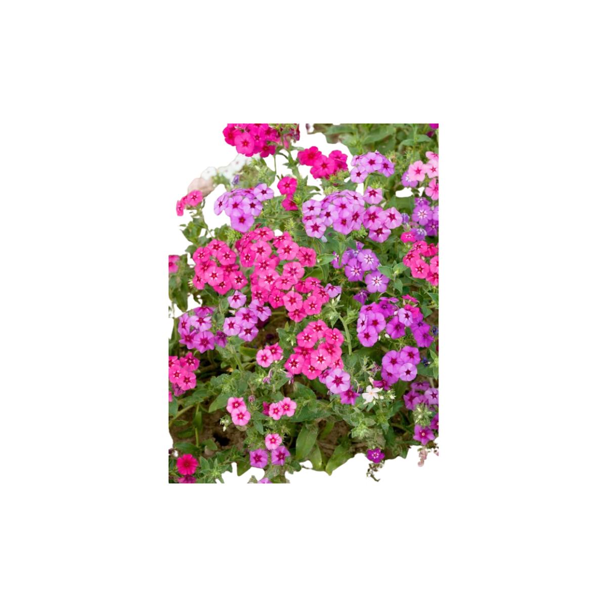 Drummondii Mixed Phlox Seeds | OSC Seeds