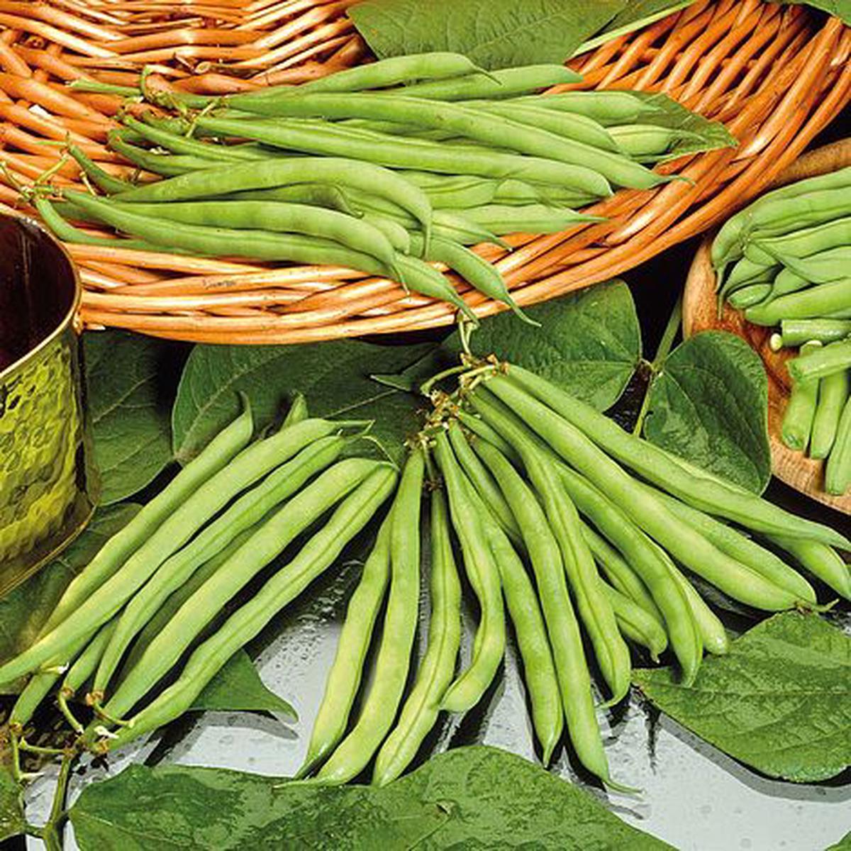 Dwarf Bean Tendergreen