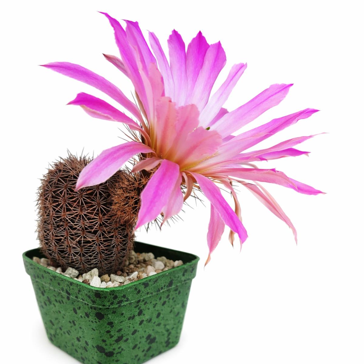 Echinocereus pseudopectinatus SEEDS
