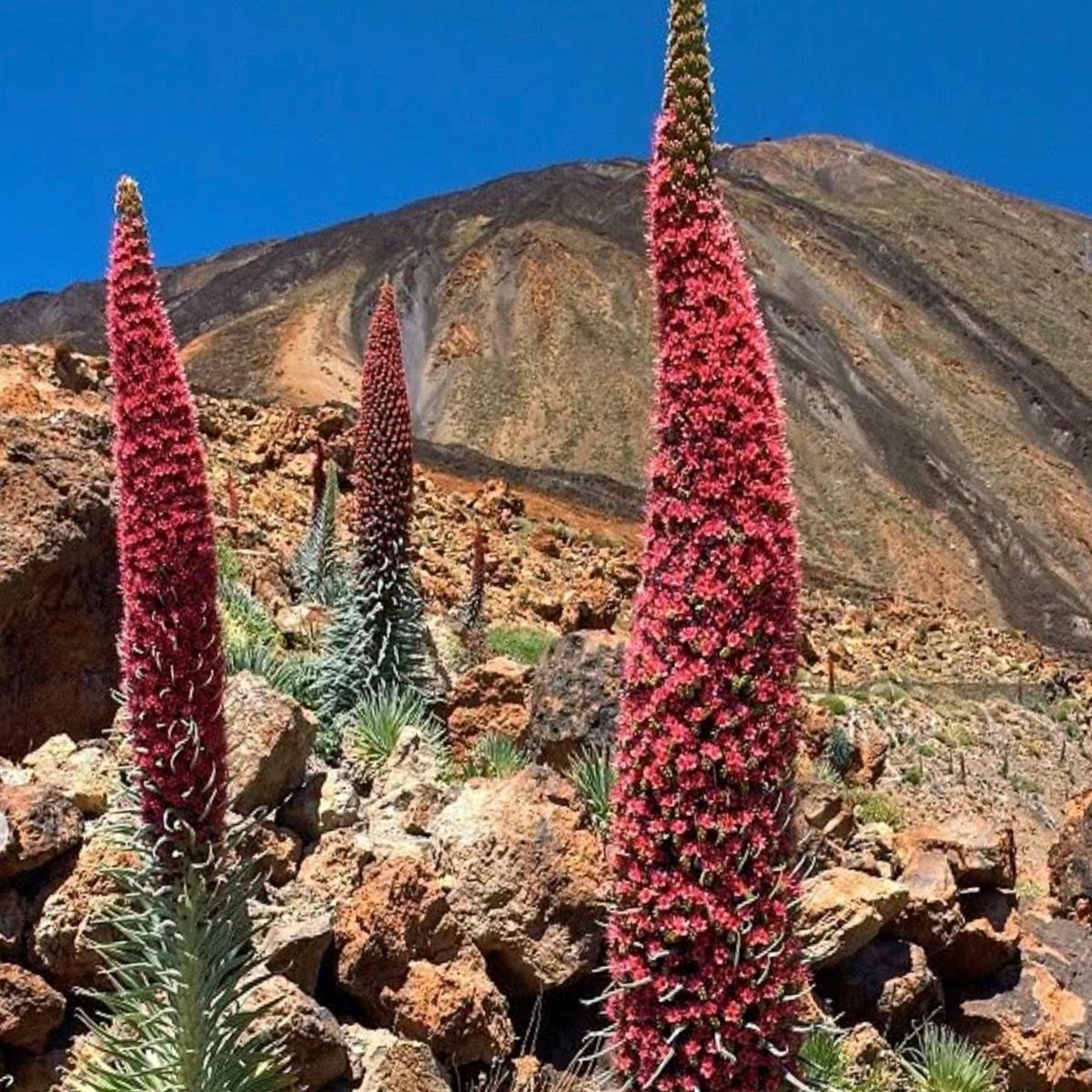 Echium wildprettii SEEDS