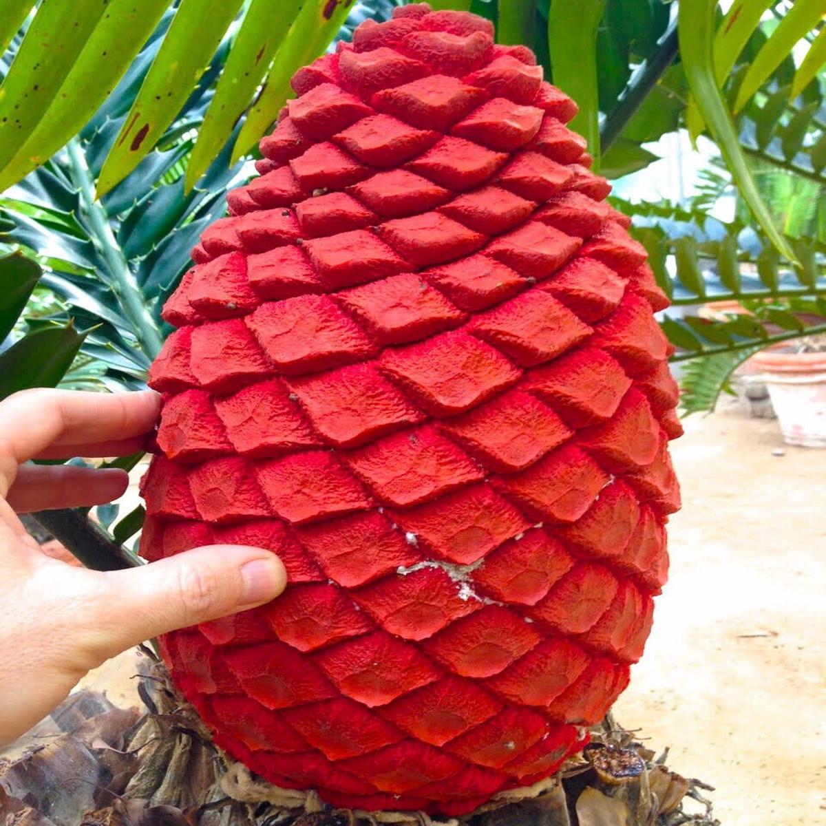 Encephalartos ferox SEEDS