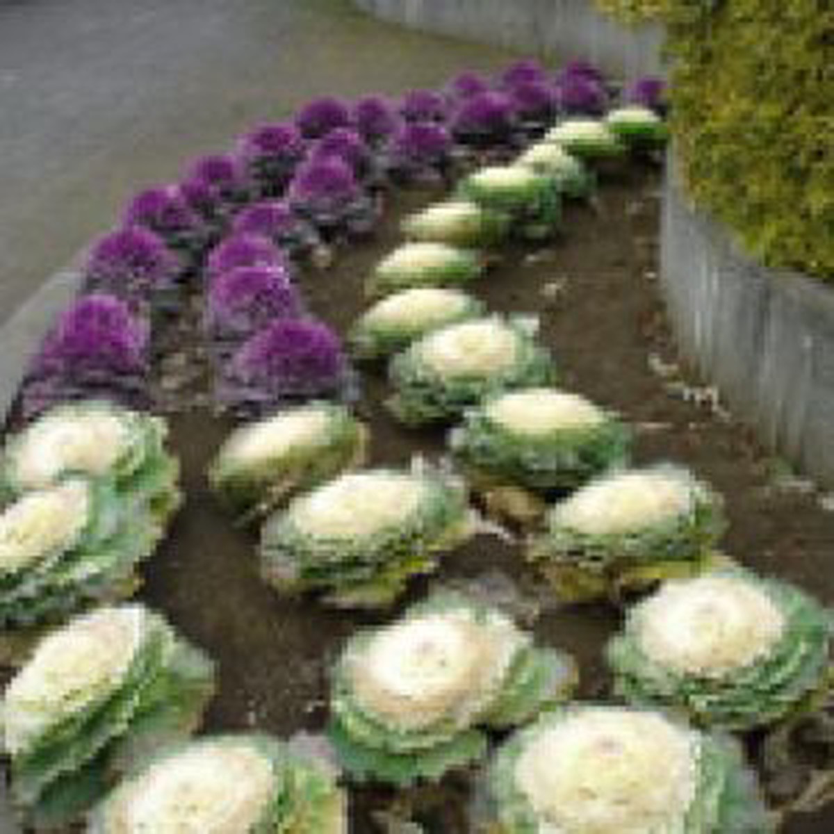 Flowering Cabbage - Ontario Seed Company
