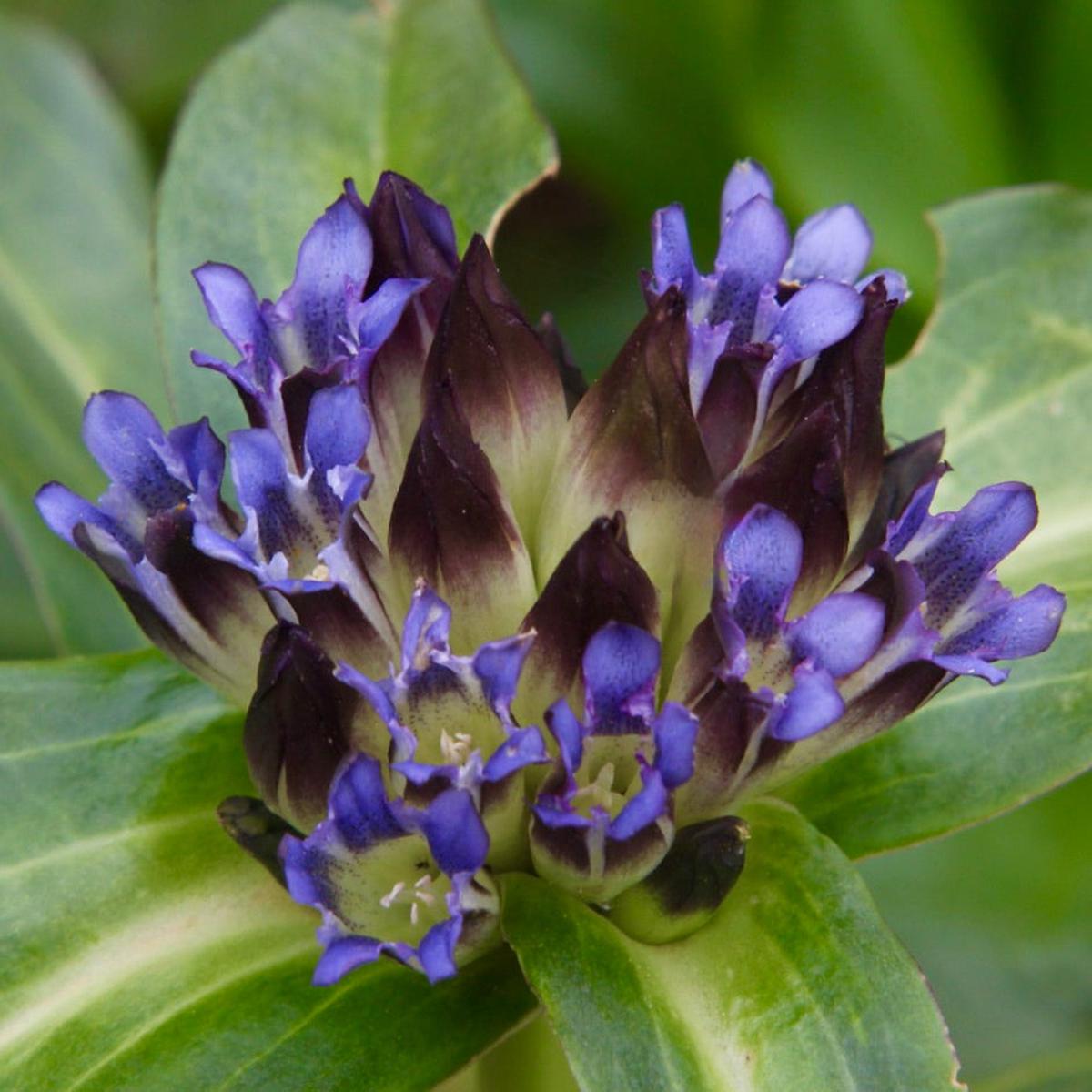 Gentiana crassicaulis SEEDS