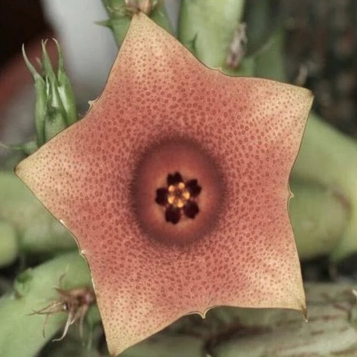 Huernia rosea LAV12269 SEEDS