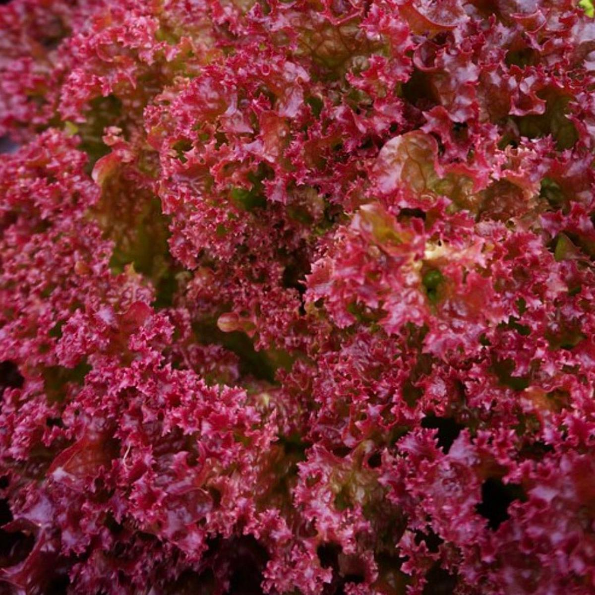 Lactuca sativa var. crispa 'Lollo Rosso' SEEDS