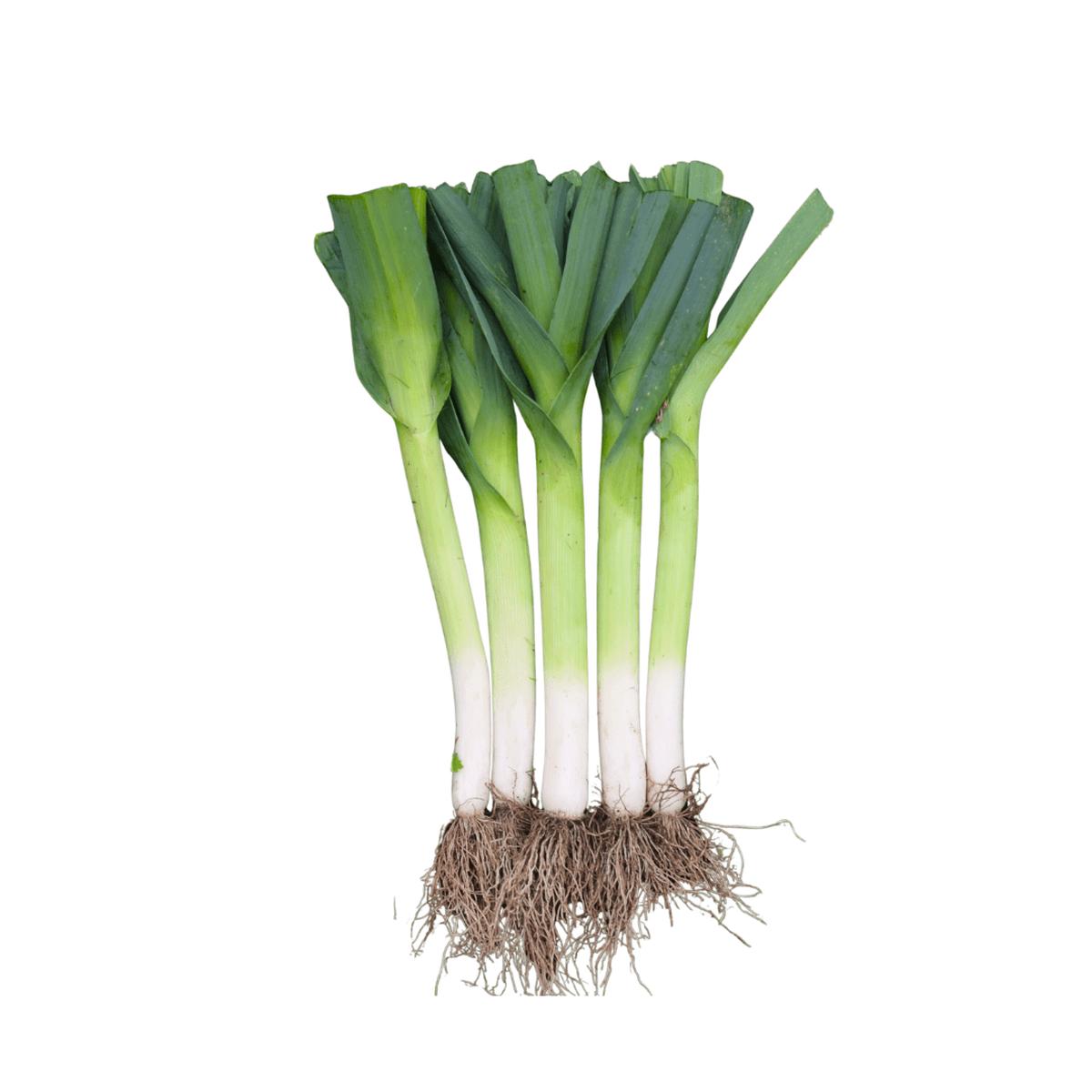 Leeks Swiss Giant Lancia Coated Organic | West Coast Seeds