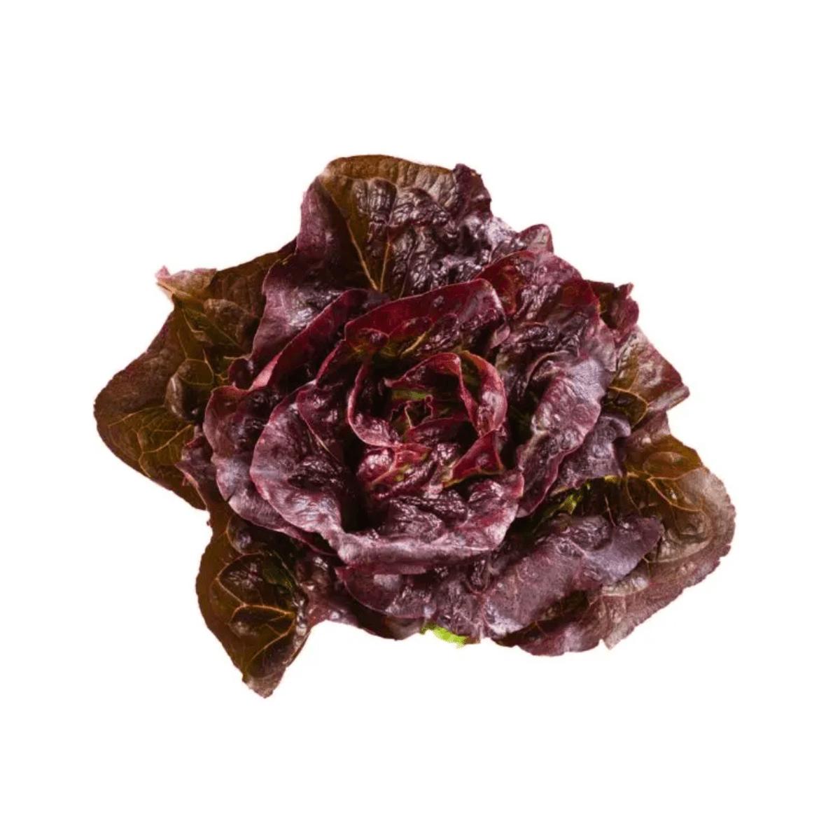Lettuce Pomegranate Crunch Pelleted Organic | West Coast Seeds
