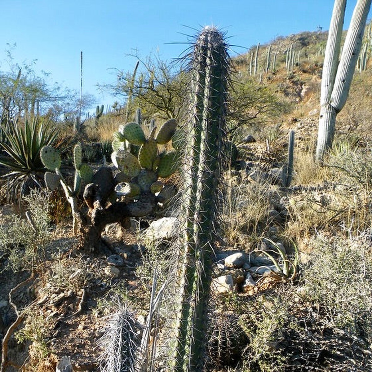 Pachycereus hollianus Blanco SEEDS
