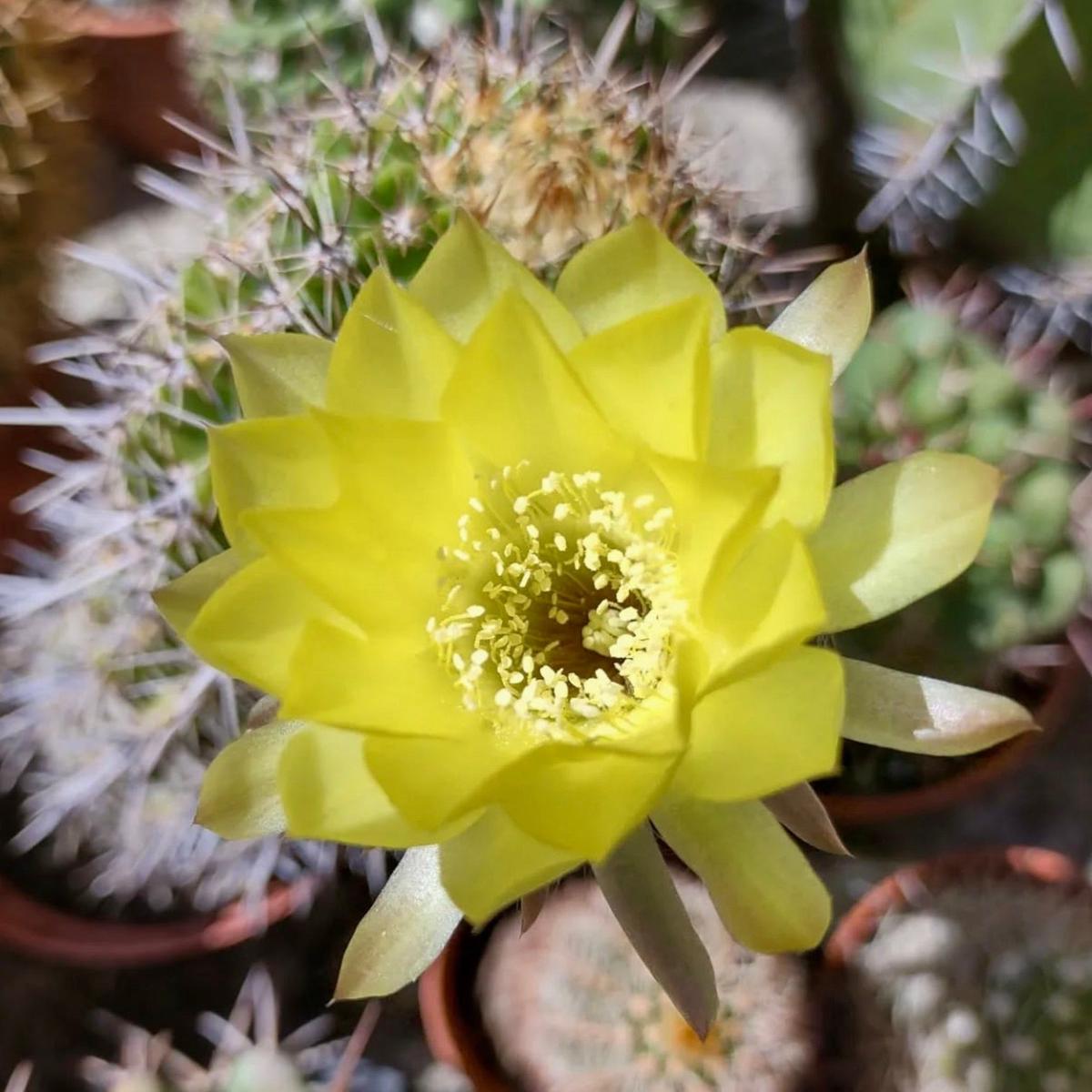 Pseudolobivia aurea R101 SEEDS