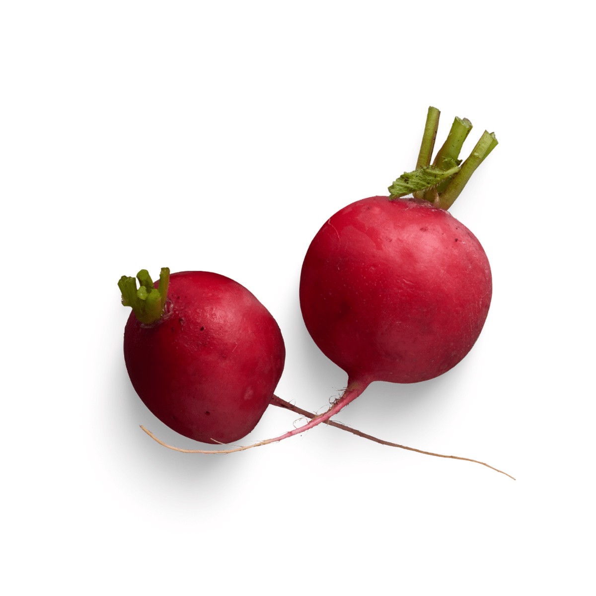 Radish Early Scarlet Globe Seeds | OSC Seeds