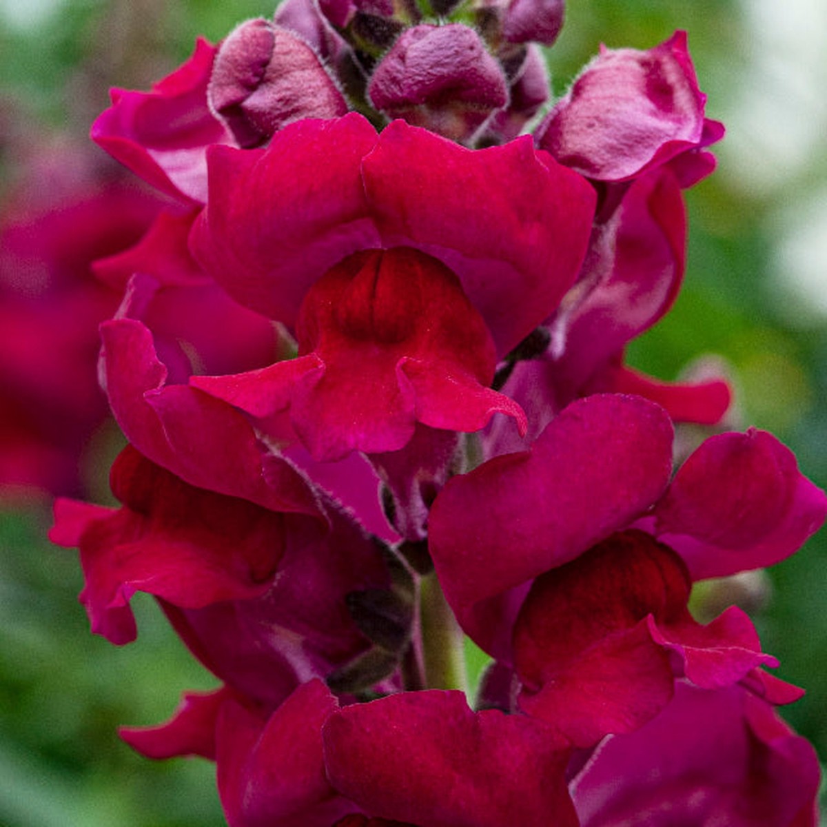 Snapdragon Cannes Velvet Flower | X 50 Seeds