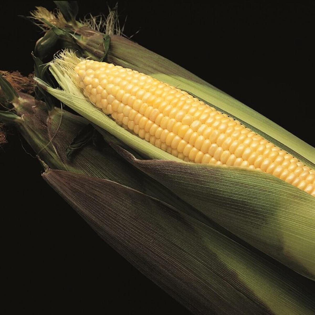 Sweet Corn Bodacious Large - Ontario Seed Company