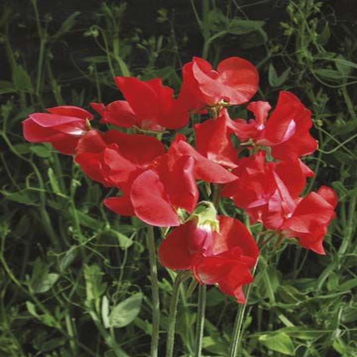 Sweet Pea Air Warden seeds