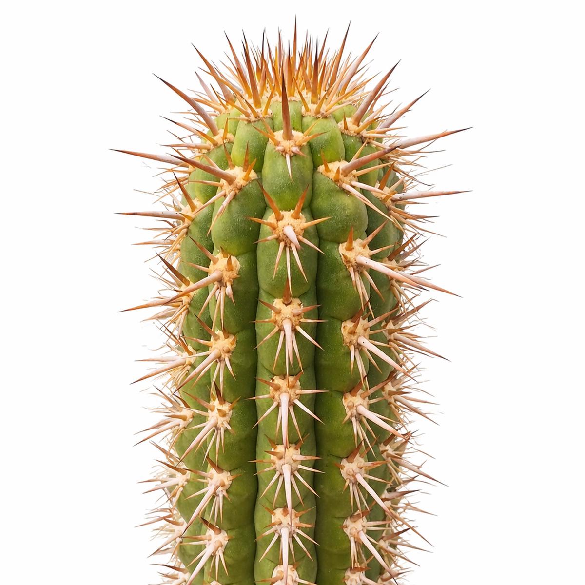 Trichocereus skottsbergii SEEDS