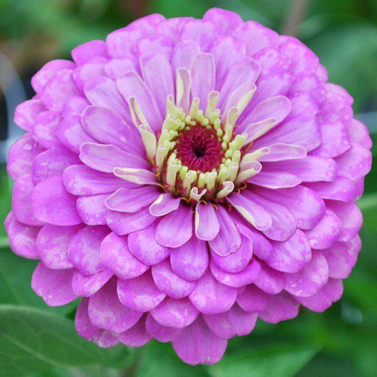 Zinnia, Benary's Giant Lilac